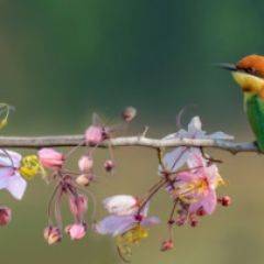 Кухонный фартук Фауна 015 МДФ матовый (3000) Fauna в Заречном - zarechnyy.mebel24.online | фото 1