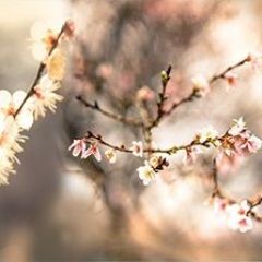 Кухонный фартук Цветы 317 МДФ матовый (3000) Flowers в Заречном - zarechnyy.mebel24.online | фото